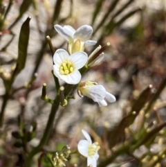 Cardamine lilacina (Lilac Bitter-cress) at Namadgi National Park - 28 Dec 2021 by Ned_Johnston