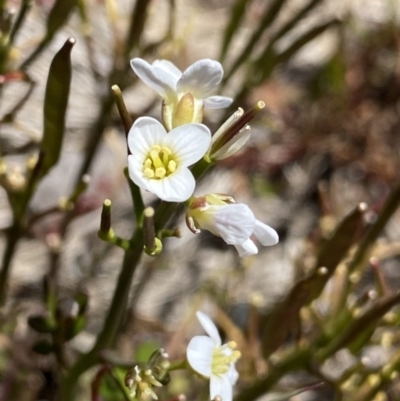 Cardamine lilacina (Lilac Bitter-cress) at Cotter River, ACT - 28 Dec 2021 by NedJohnston