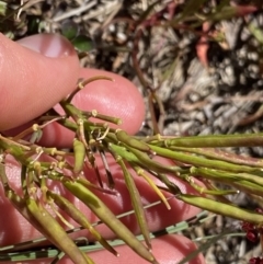 Cardamine lilacina at Cotter River, ACT - 28 Dec 2021