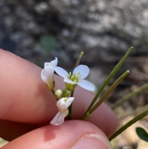 Cardamine lilacina at Bimberi, NSW - 28 Dec 2021 02:01 PM