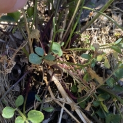 Cardamine lilacina at Bimberi, NSW - 28 Dec 2021