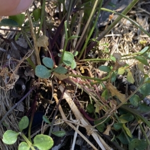 Cardamine lilacina at Bimberi, NSW - 28 Dec 2021