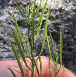 Cardamine lilacina at Bimberi, NSW - 28 Dec 2021