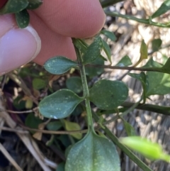 Cardamine lilacina at Bimberi, NSW - 28 Dec 2021