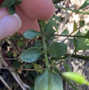 Cardamine lilacina at Bimberi, NSW - 28 Dec 2021