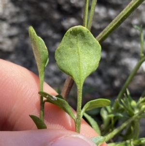 Cardamine lilacina at Bimberi, NSW - 28 Dec 2021