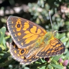 Oreixenica orichora (Spotted Alpine Xenica) at Bimberi, NSW - 28 Dec 2021 by Ned_Johnston