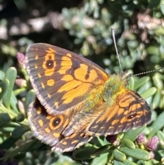 Oreixenica orichora at Bimberi, NSW - 28 Dec 2021