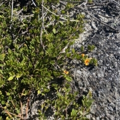 Podolobium alpestre at Bimberi, NSW - 28 Dec 2021