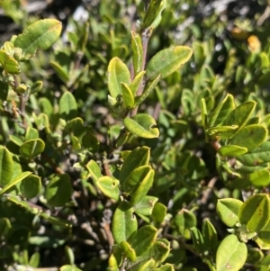 Podolobium alpestre at Bimberi, NSW - 28 Dec 2021