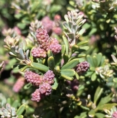 Podocarpus lawrencei (Mountain Plum Pine) at Bimberi Nature Reserve - 28 Dec 2021 by Ned_Johnston