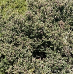 Podocarpus lawrencei at Bimberi, NSW - 28 Dec 2021