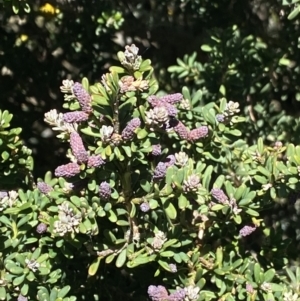 Podocarpus lawrencei at Bimberi, NSW - 28 Dec 2021