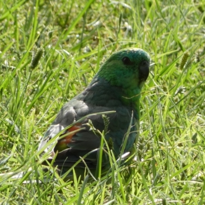 Psephotus haematonotus (Red-rumped Parrot) at Parkes, ACT - 19 Jan 2022 by Steve_Bok