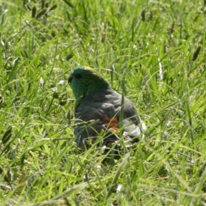 Psephotus haematonotus at Parkes, ACT - 19 Jan 2022