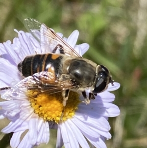 Eristalis tenax at Cotter River, ACT - 28 Dec 2021 03:23 PM