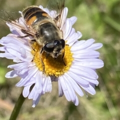 Eristalis tenax at Cotter River, ACT - 28 Dec 2021 03:23 PM