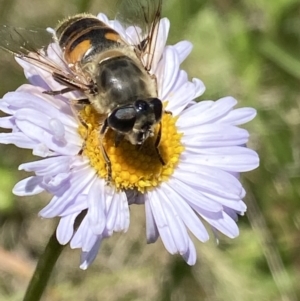 Eristalis tenax at Cotter River, ACT - 28 Dec 2021 03:23 PM