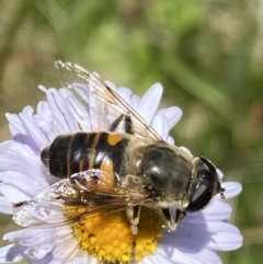 Eristalis tenax at Cotter River, ACT - 28 Dec 2021 03:23 PM