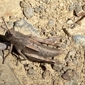 Percassa rugifrons at Cotter River, ACT - 28 Dec 2021 03:19 PM