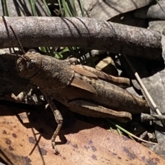 Percassa rugifrons at Cotter River, ACT - 28 Dec 2021 03:19 PM