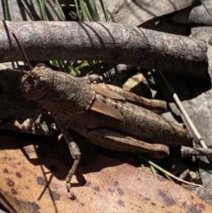 Percassa rugifrons at Cotter River, ACT - 28 Dec 2021 03:19 PM