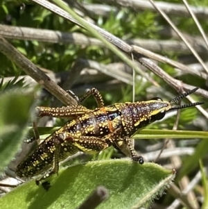 Monistria concinna at Cotter River, ACT - 28 Dec 2021