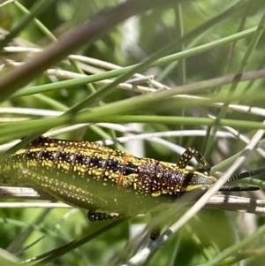 Monistria concinna at Cotter River, ACT - 28 Dec 2021