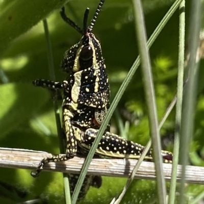 Monistria concinna (Southern Pyrgomorph) at Namadgi National Park - 28 Dec 2021 by Ned_Johnston