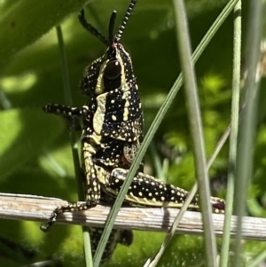 Monistria concinna at Cotter River, ACT - 28 Dec 2021