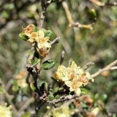 Phebalium squamulosum subsp. ozothamnoides (Alpine Phebalium, Scaly Phebalium) at Cotter River, ACT - 28 Dec 2021 by Ned_Johnston