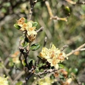 Phebalium squamulosum subsp. ozothamnoides at Cotter River, ACT - 28 Dec 2021 02:20 PM