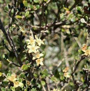 Phebalium squamulosum subsp. ozothamnoides at Cotter River, ACT - 28 Dec 2021 02:20 PM