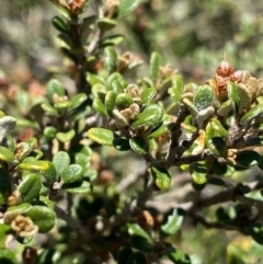 Phebalium squamulosum subsp. ozothamnoides at Cotter River, ACT - 28 Dec 2021 02:20 PM