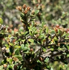 Phebalium squamulosum subsp. ozothamnoides at Cotter River, ACT - 28 Dec 2021 02:20 PM