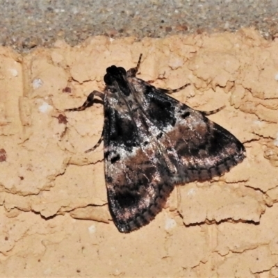 Orthaga thyrisalis (Teatree Web Moth) at Wanniassa, ACT - 19 Jan 2022 by JohnBundock