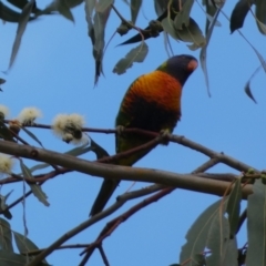 Trichoglossus moluccanus (Rainbow Lorikeet) at Mount Ainslie to Black Mountain - 19 Jan 2022 by Steve_Bok