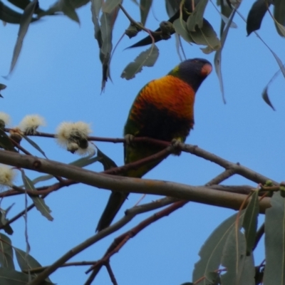 Trichoglossus moluccanus (Rainbow Lorikeet) at Russell, ACT - 19 Jan 2022 by SteveBorkowskis