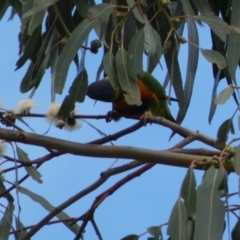 Trichoglossus moluccanus at Russell, ACT - 19 Jan 2022 05:27 PM