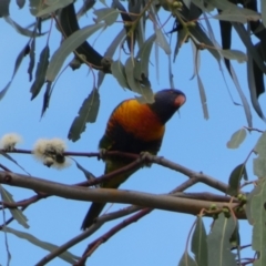 Trichoglossus moluccanus at Russell, ACT - 19 Jan 2022 05:27 PM