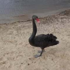 Cygnus atratus (Black Swan) at Mount Ainslie to Black Mountain - 19 Jan 2022 by Steve_Bok