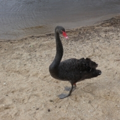 Cygnus atratus (Black Swan) at Parkes, ACT - 19 Jan 2022 by Steve_Bok
