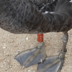 Cygnus atratus at Parkes, ACT - 19 Jan 2022