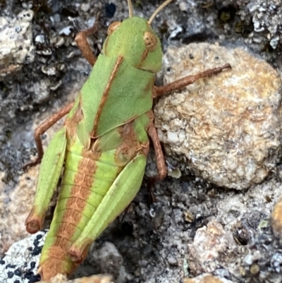 Gastrimargus musicus (Yellow-winged Locust or Grasshopper) at Mount Taylor - 3 Jan 2022 by Ned_Johnston