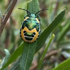 Scutiphora pedicellata (Metallic Jewel Bug) at Mount Taylor - 3 Jan 2022 by Ned_Johnston