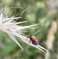 Edusella sp. (genus) (A leaf beetle) at Kambah, ACT - 3 Jan 2022 by Ned_Johnston