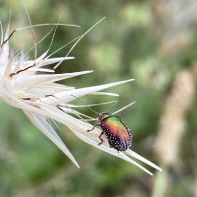 Edusella sp. (genus) (A leaf beetle) at Mount Taylor - 3 Jan 2022 by Ned_Johnston