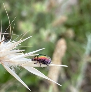 Edusella sp. (genus) at Kambah, ACT - 3 Jan 2022