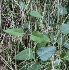 Araujia sericifera (Moth Plant) at Sullivans Creek, Turner - 1 Jan 2022 by Ned_Johnston