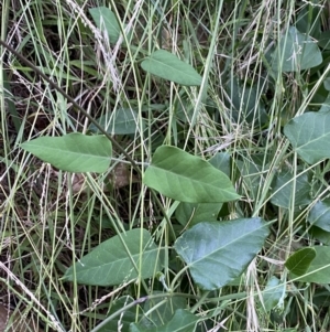 Araujia sericifera at Turner, ACT - 1 Jan 2022 07:04 PM